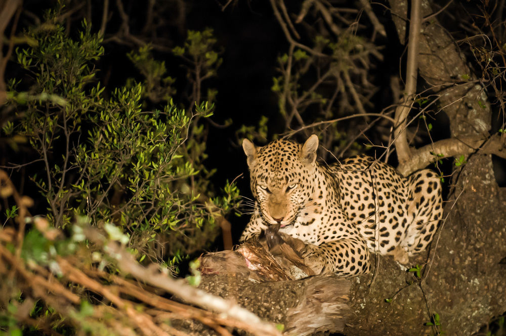 Maninghi Lodge Hoedspruit Bagian luar foto